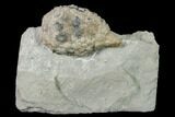 Cystoid (Holocystites) Fossil - Indiana #136974-1